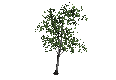 BirchTree.png
