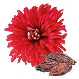 ChrysanthemumSeed.png