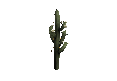 Cactus01.png