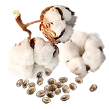 CottonSeed.png
