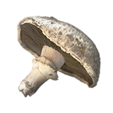 Mushrooms.png
