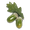 OakSeed.png