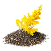 GoldenrodSeed.png