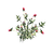 PlantedChrysanthemum3Harvest.png